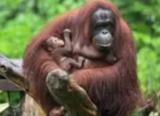 高原上的生命礼赞：广州长隆红毛猩猩家族喜添新丁
