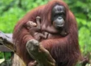 高原上的生命礼赞：广州长隆红毛猩猩家族喜添新丁