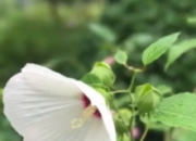 绿意盎然，阳台上的健康农场